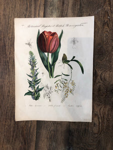 Incisione su rame - Botanical Register et British flower garden