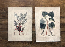 Poster botanical - set 4 pezzi ass.