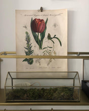 Incisione su rame - Botanical Register et British flower garden