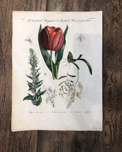 engraving incisione su rame copper tavola botanica tulip tulipano 